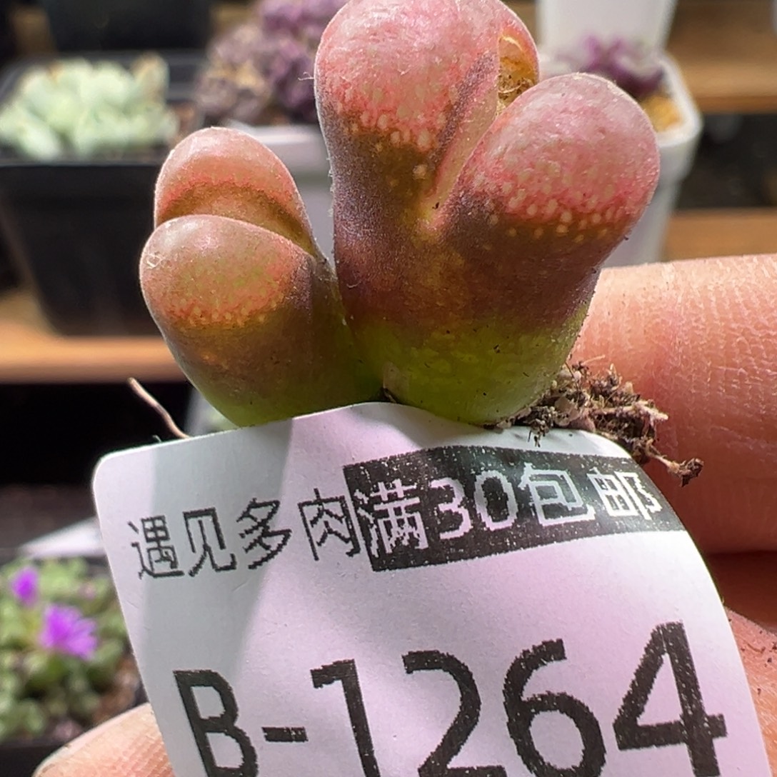 多肉植物11111111111