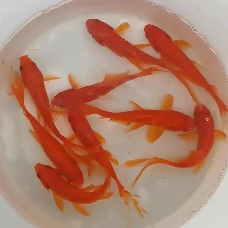 丹凤冷水淡水鱼7-9公分（6条，商品鱼体型问题不售后