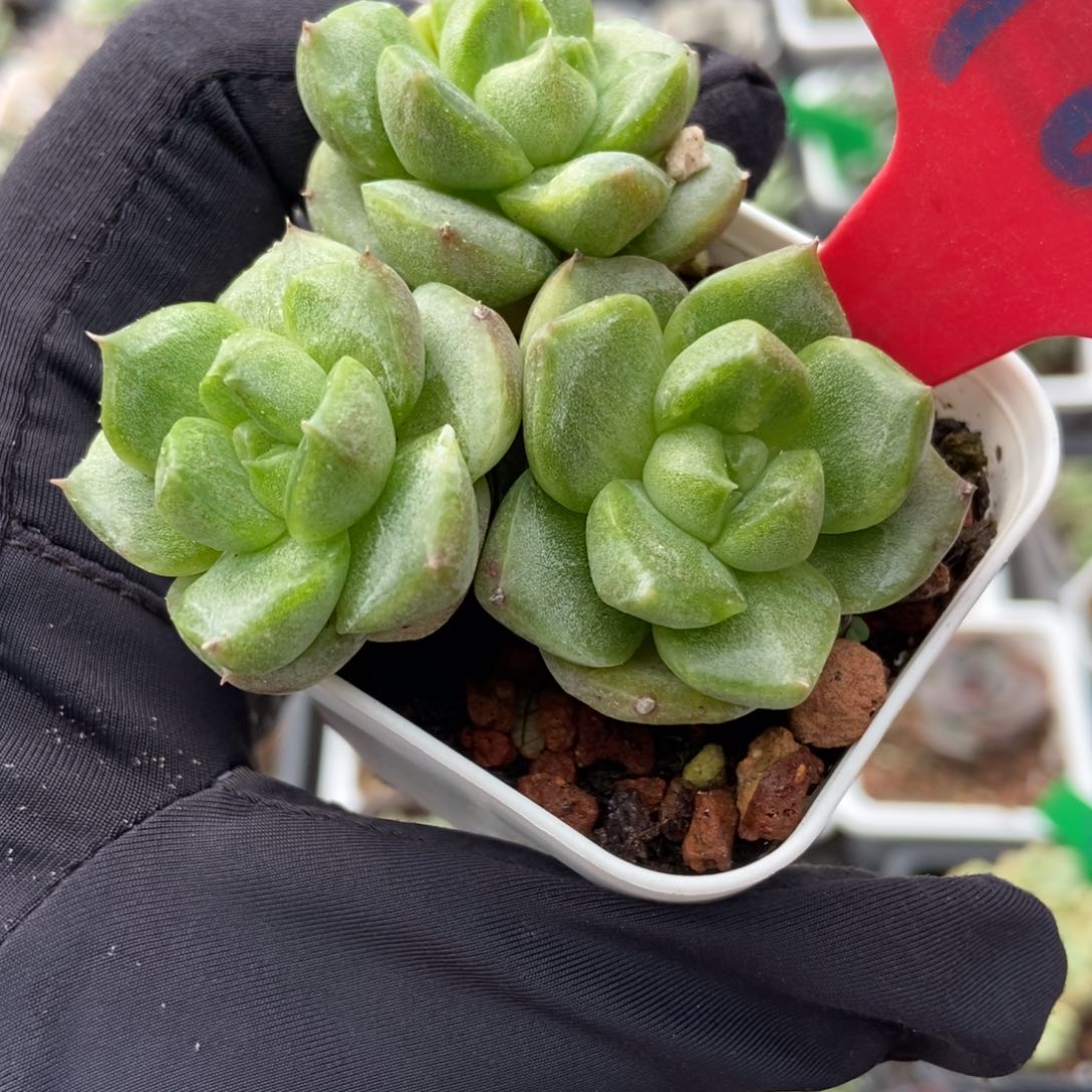 967如梦令石化多肉植物