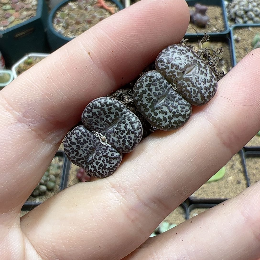 【闪购商品】137 福利