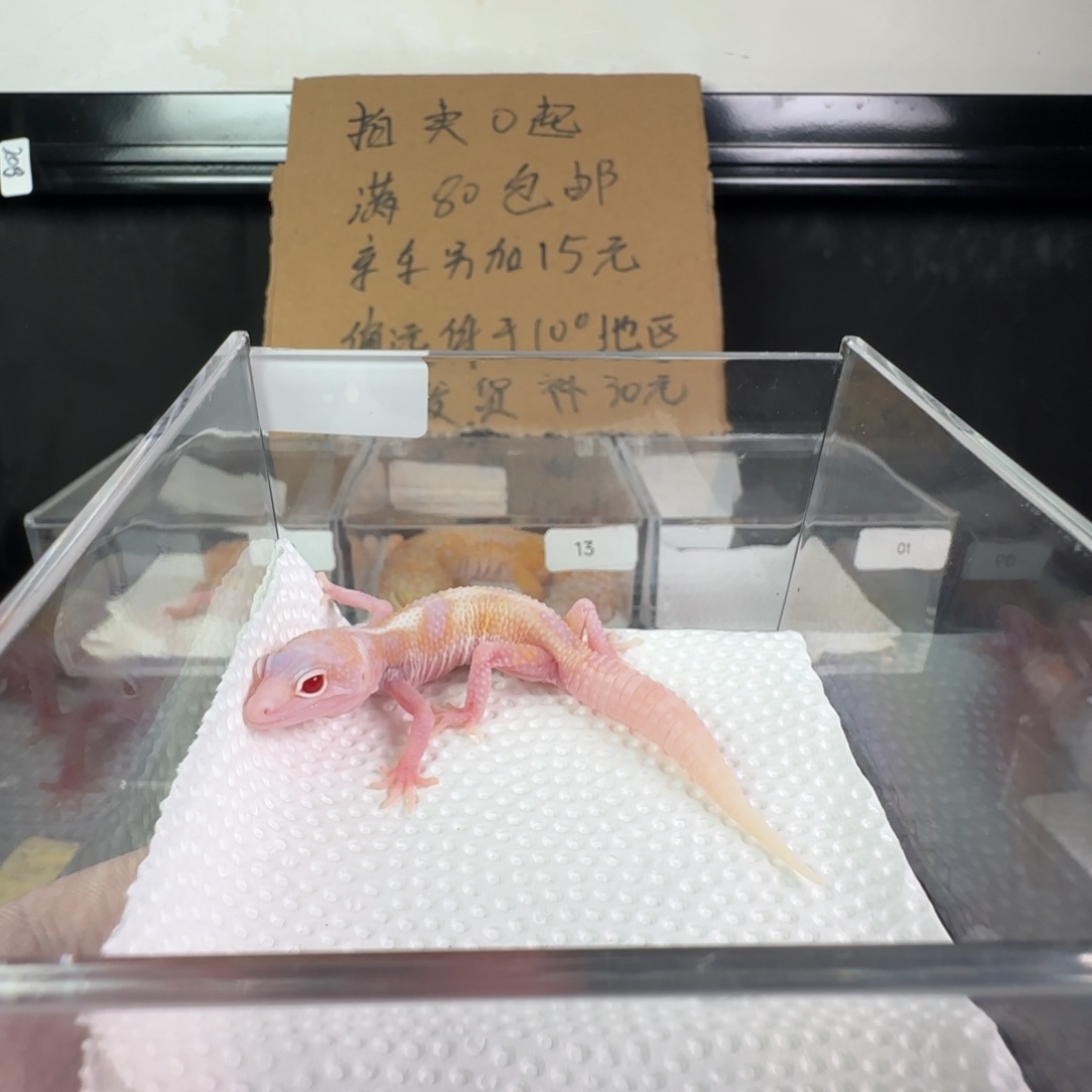 豹纹守宫雪花红眼暴龙