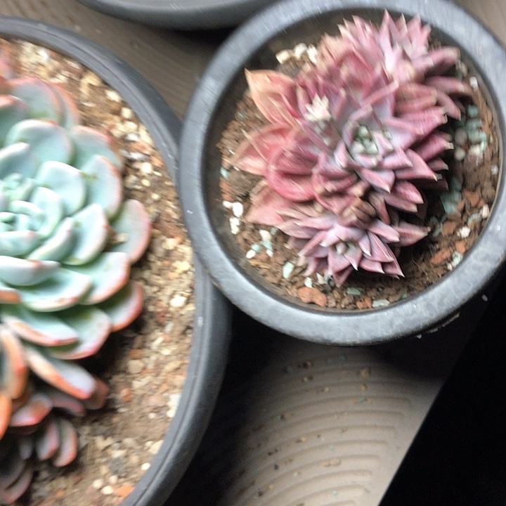 远*88//////////////////