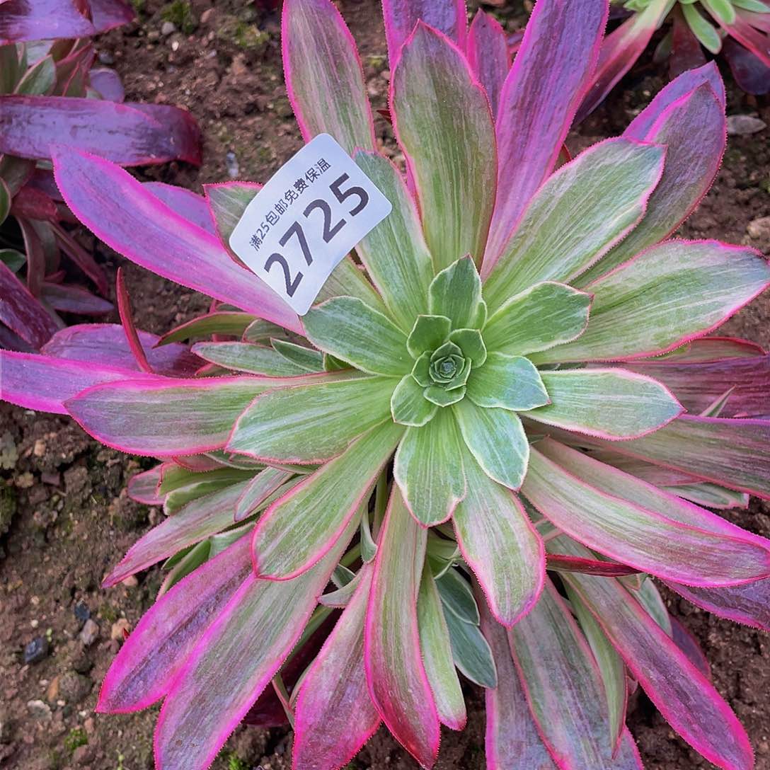 2725白婚纱多肉植物