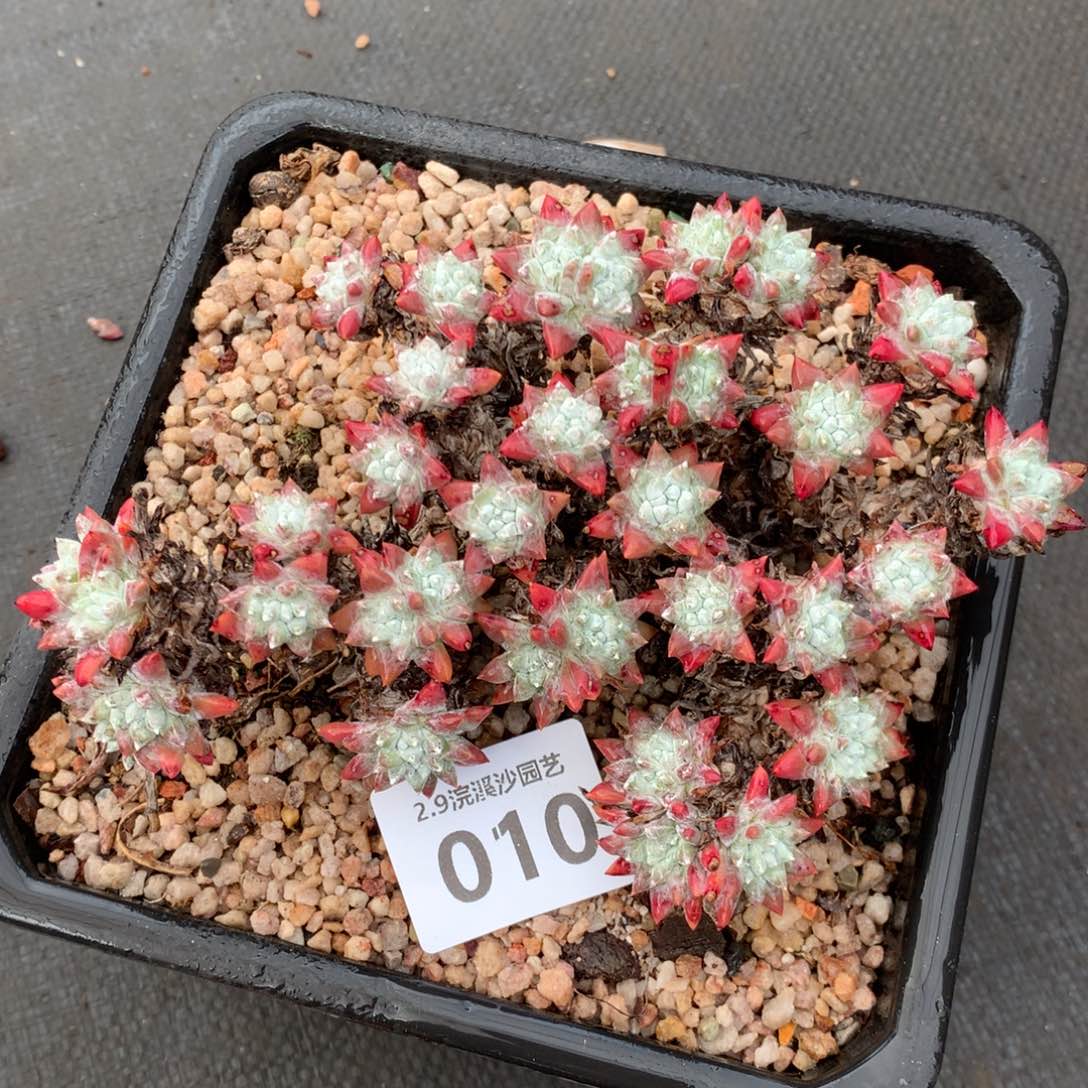 韩菊福利出010多肉植物