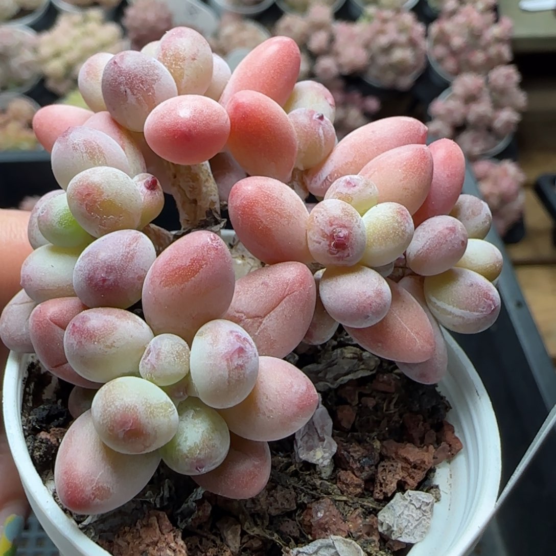 花语逸境0222-502