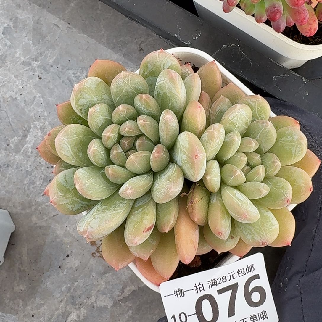 百达翡翠无盆土发货无盆