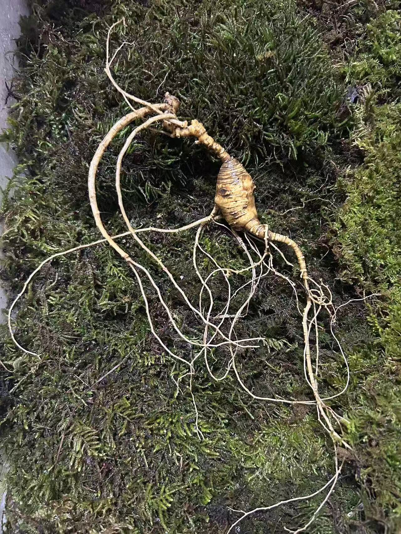 大林子里的老参放山货改价链接一物一拍