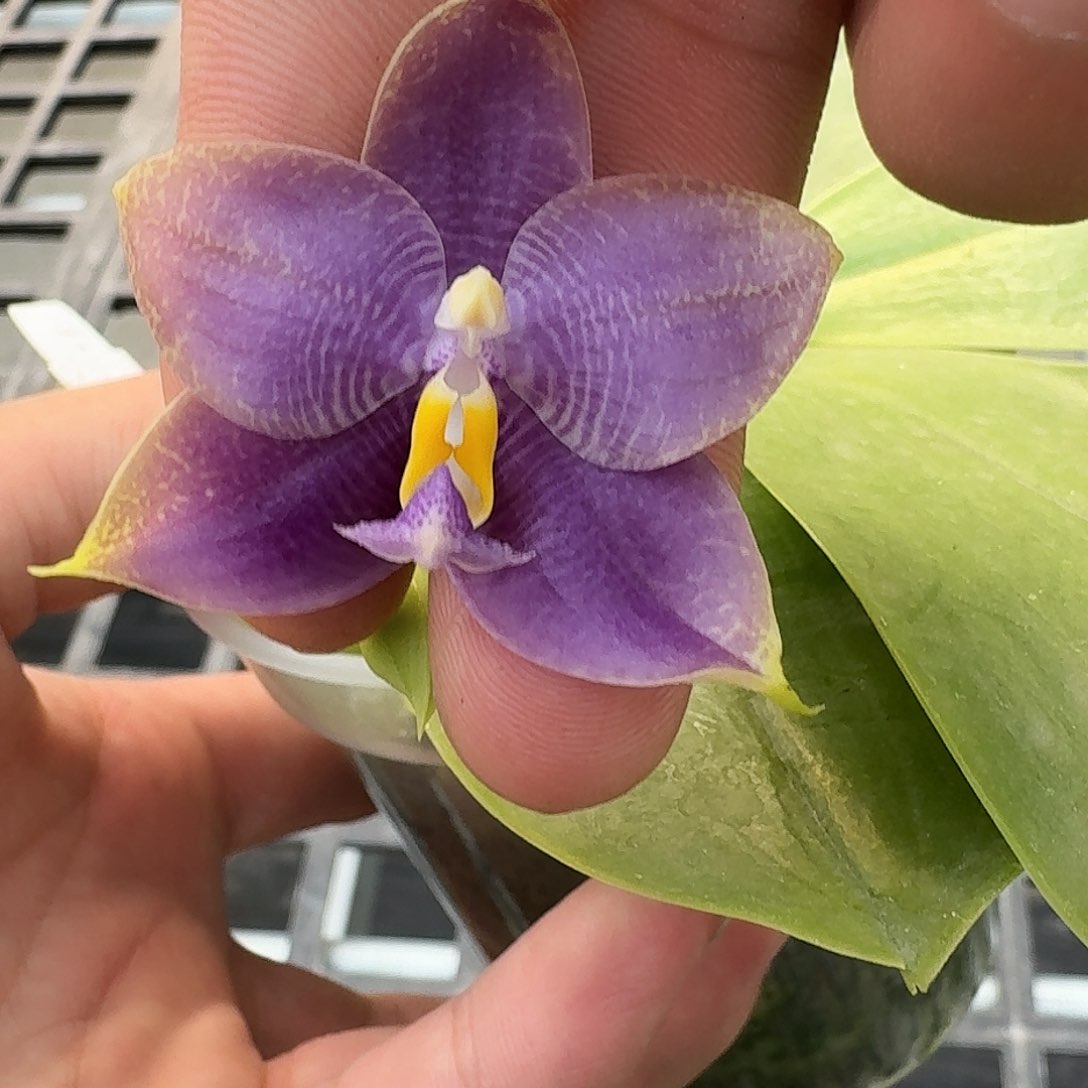 当前无花栽培后可以开花9279 瑕疵三寸ys1166