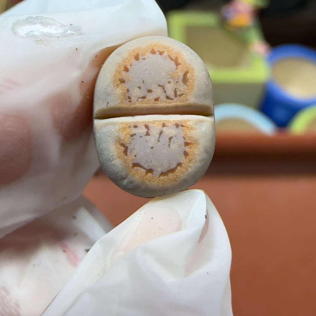 12.27.c216饼干.9033清旧框福利