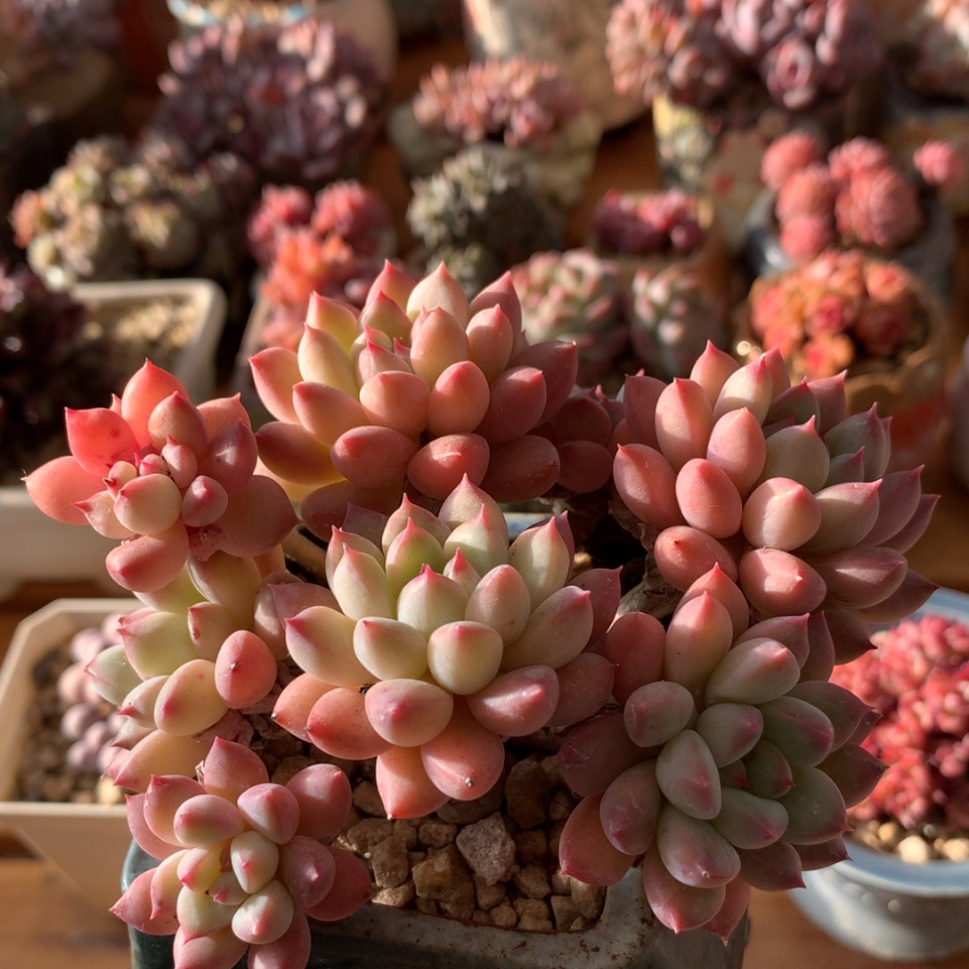 美人一物一拍 010