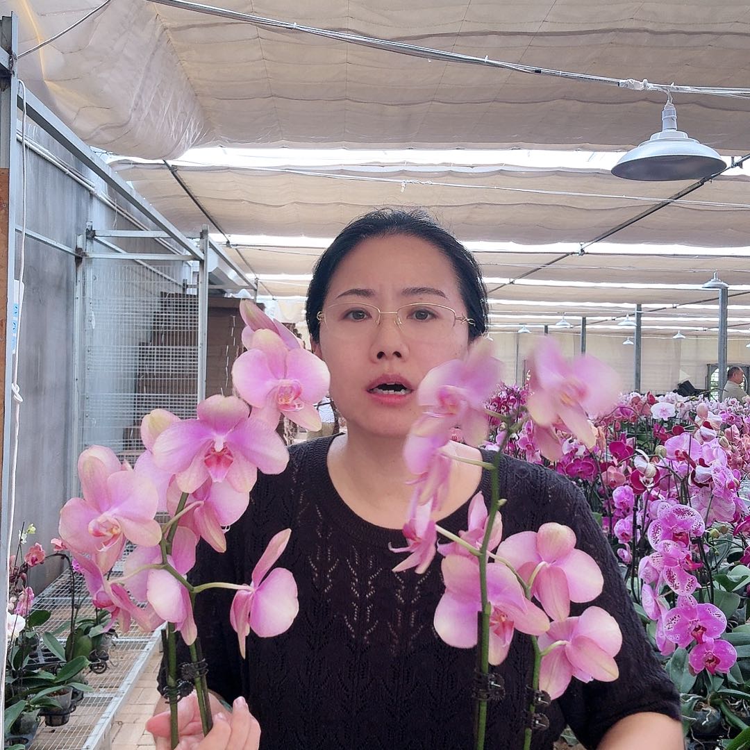 大部分开放少量花苞梵高2剑1颗