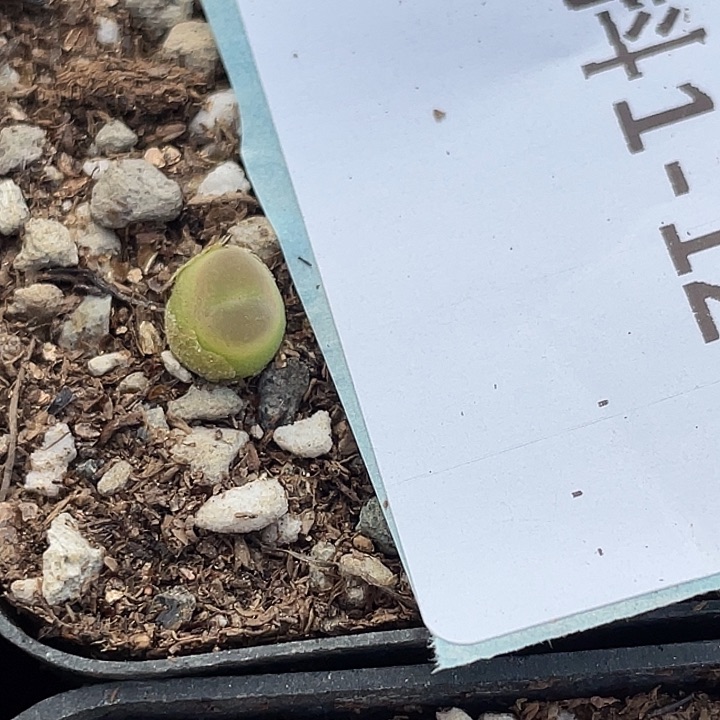 1-124小拉登多肉植物