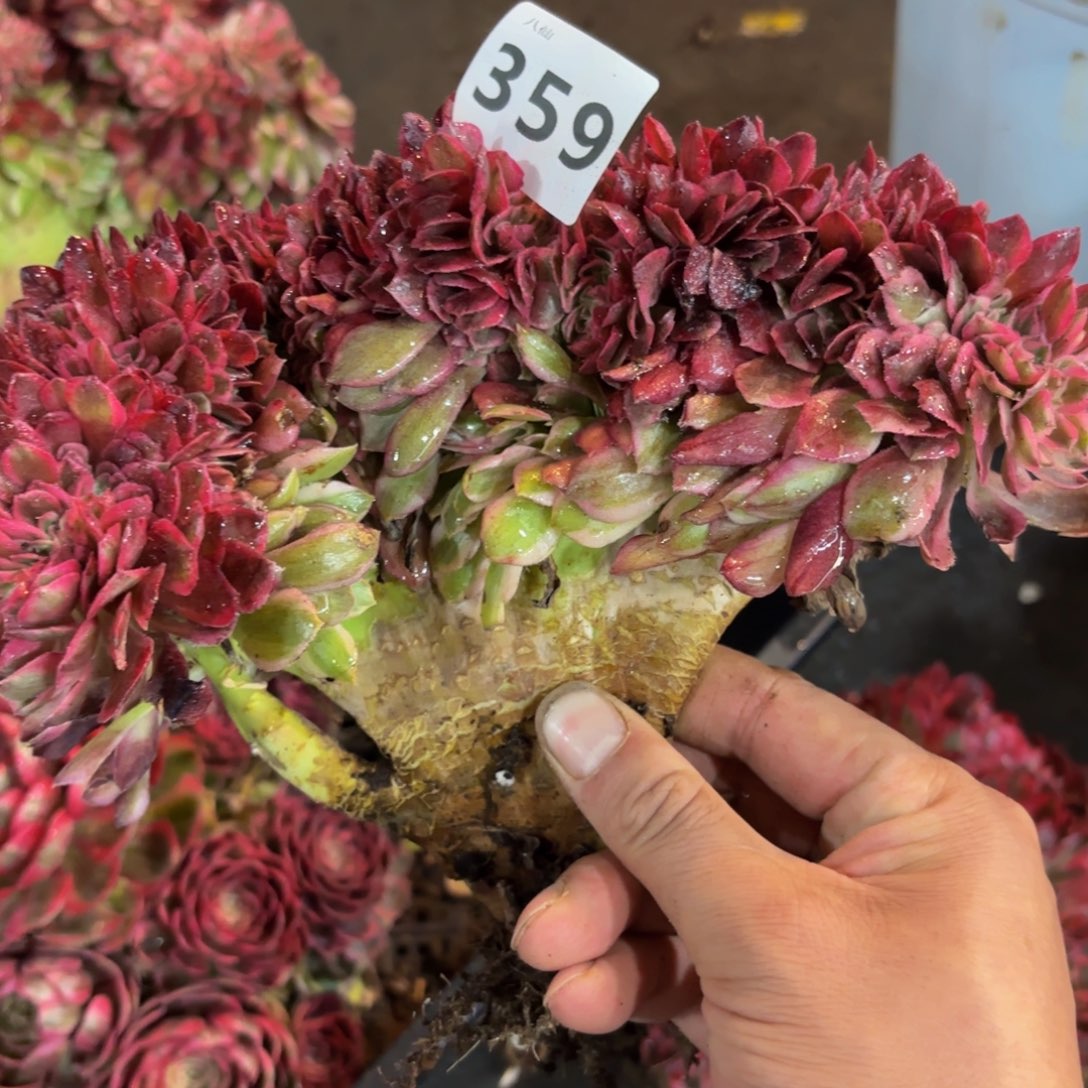 359多肉植物倾城缀