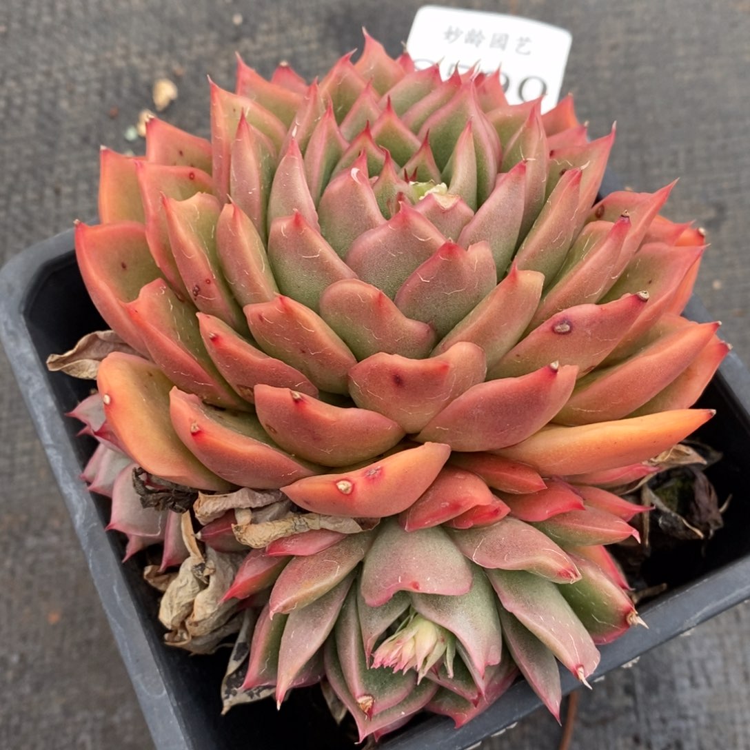 8590杂交精品多肉老桩