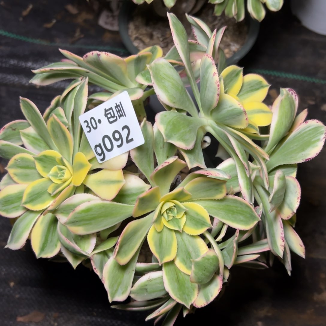 092灿烂多肉法师