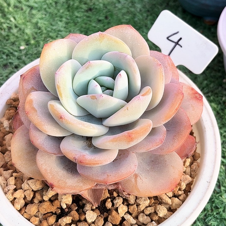 我是第一百个为妖刀应援的阴阳