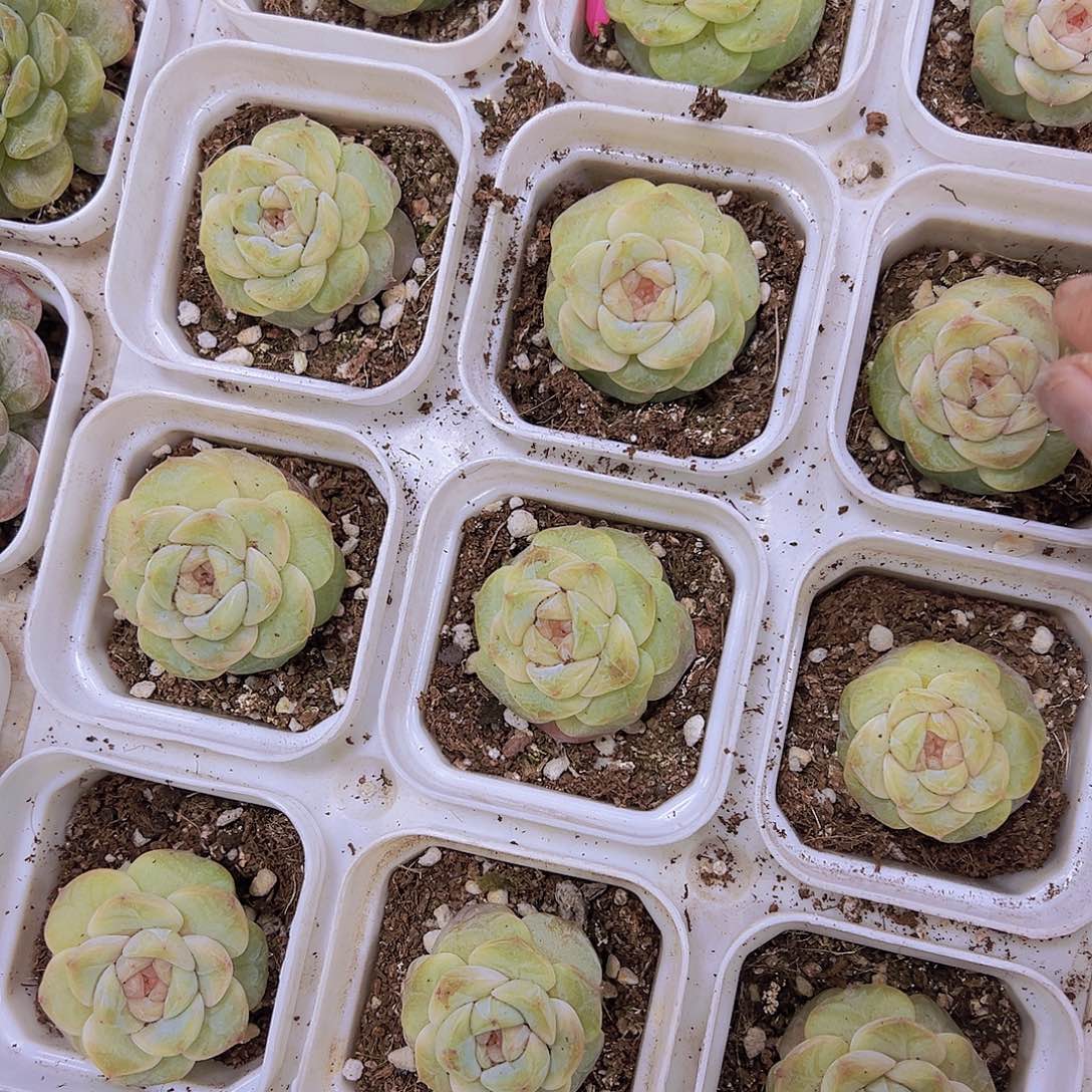 玉盏19包邮多肉植物