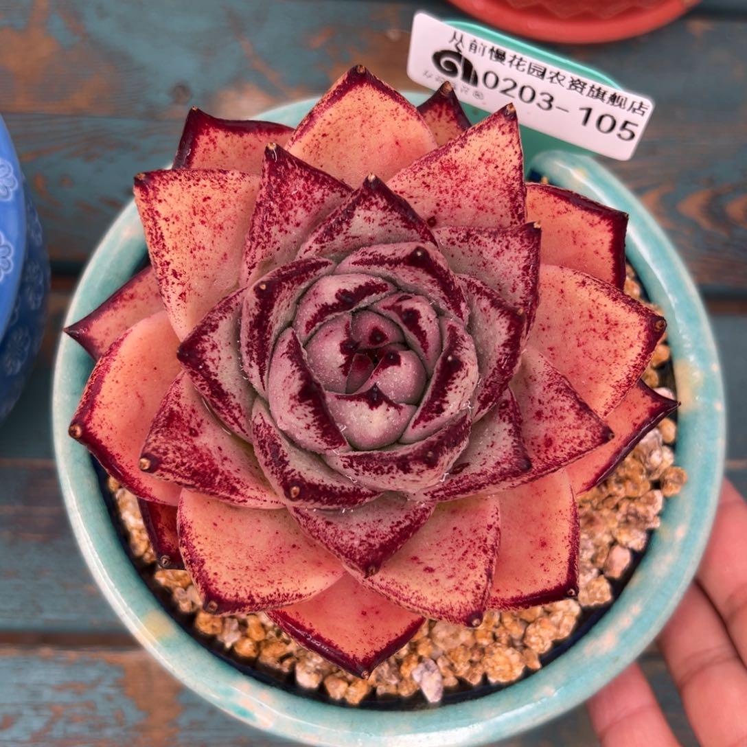 多肉一物一拍0203-105