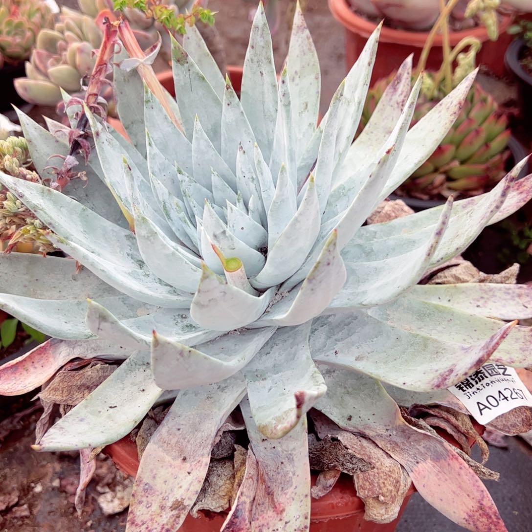 雪山超大单头红盆