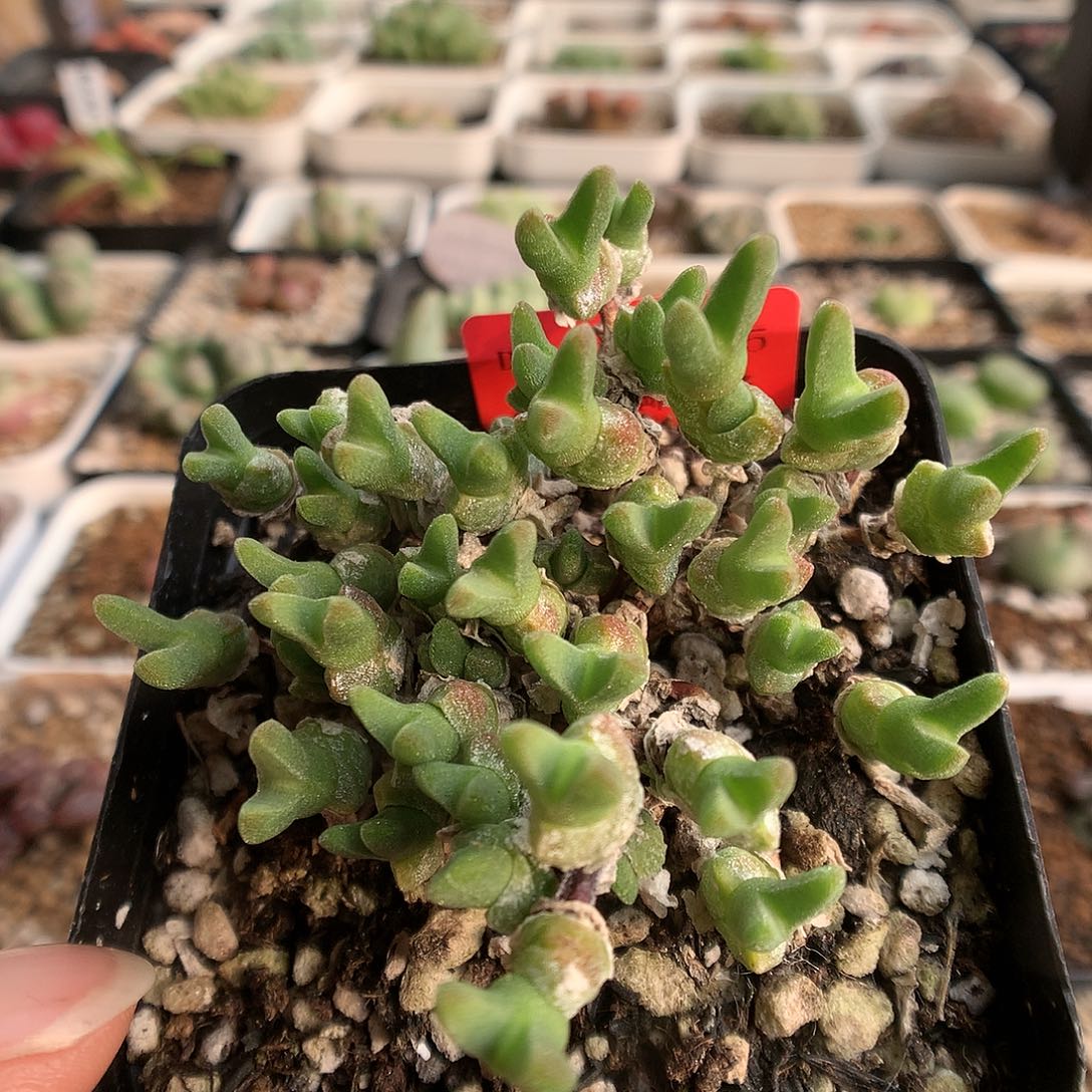 12-18-5  冰糕一群