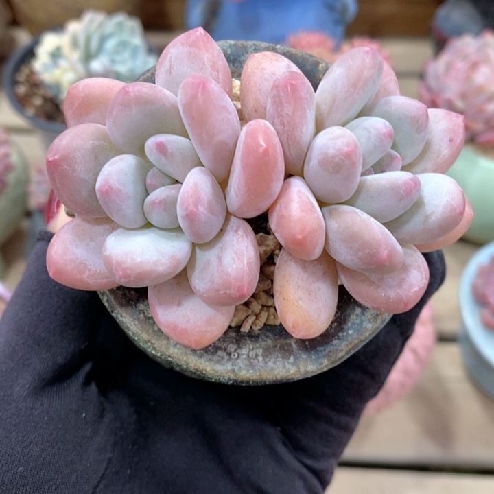 香水 韩货精品666