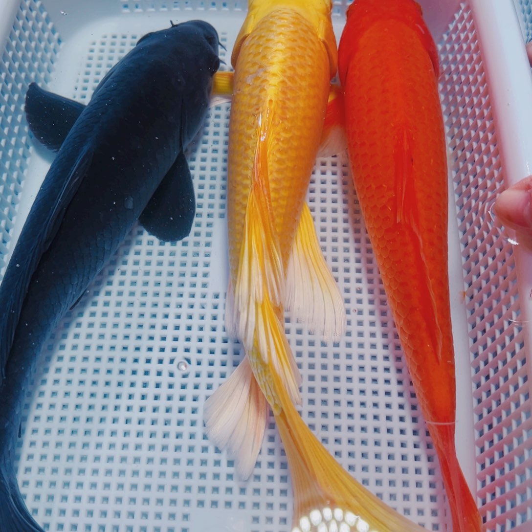 海水鱼锦鲤观赏鱼172