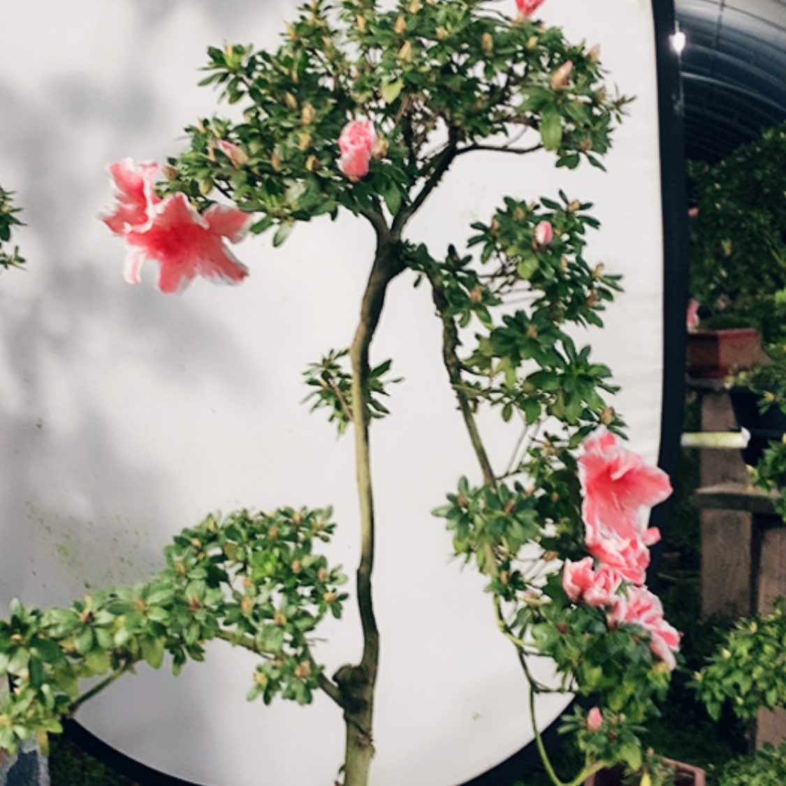 【闪购商品】完全开放青**舍