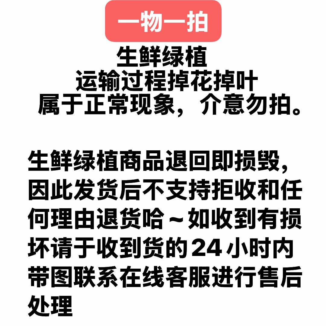 【陶瓷盆】三角梅一物一拍以直播为准
