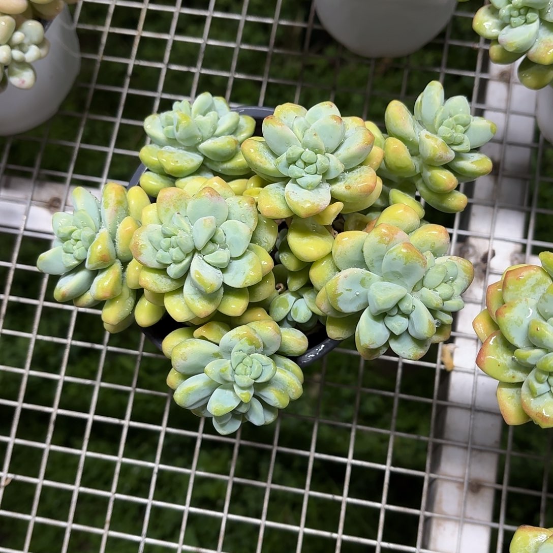 天使之泪群12㎝爆盆带盆土发货