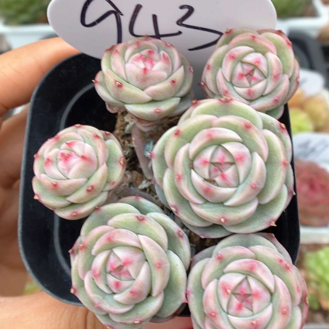 白芷珍妮群生可拍943号