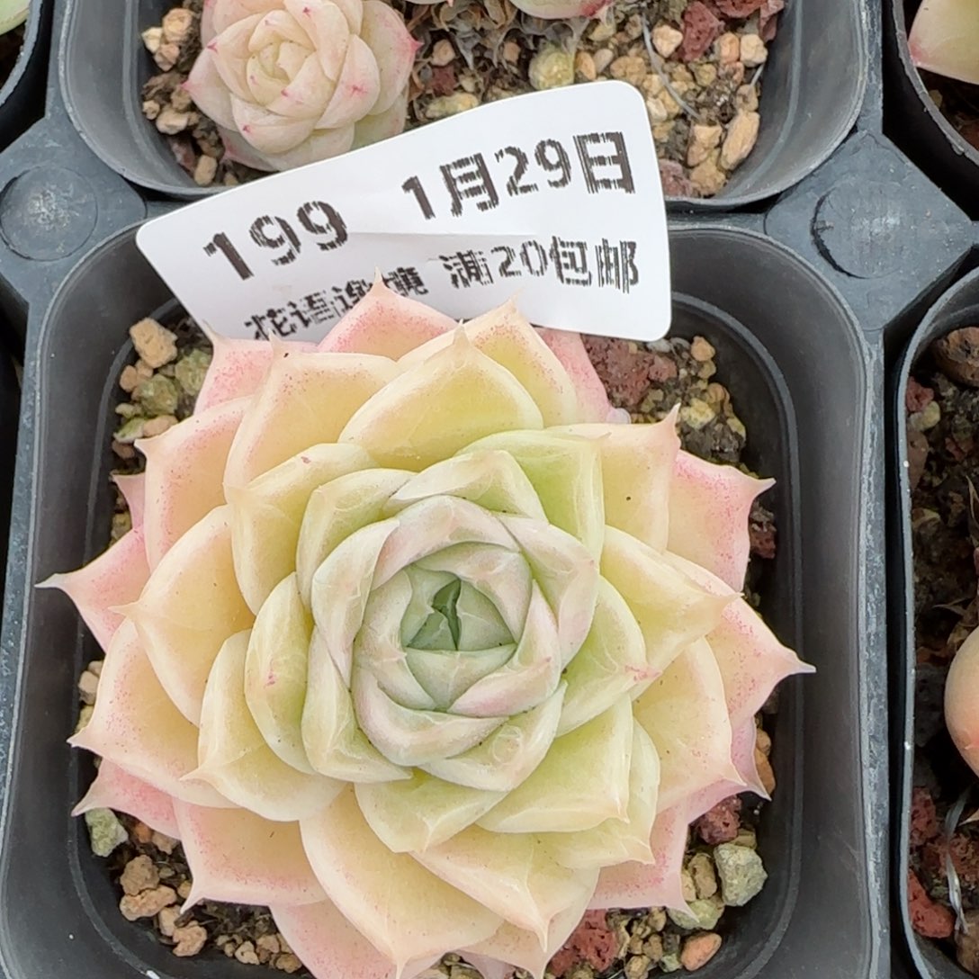 花语逸镜0129-199