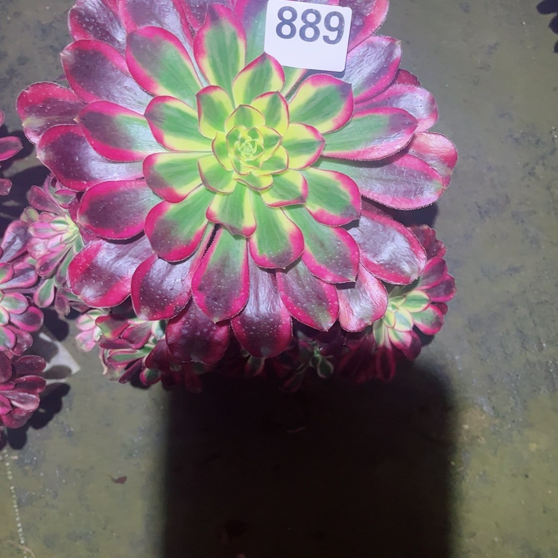 无花朵?***?多肉植物粉体香奈尔889