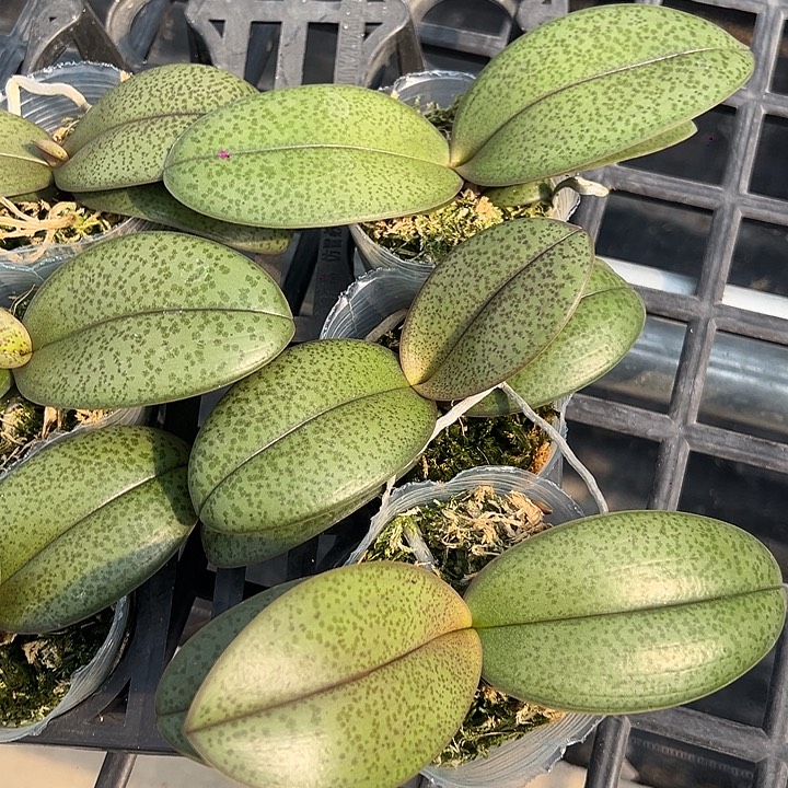 完全开放槟榔西施2.8杯