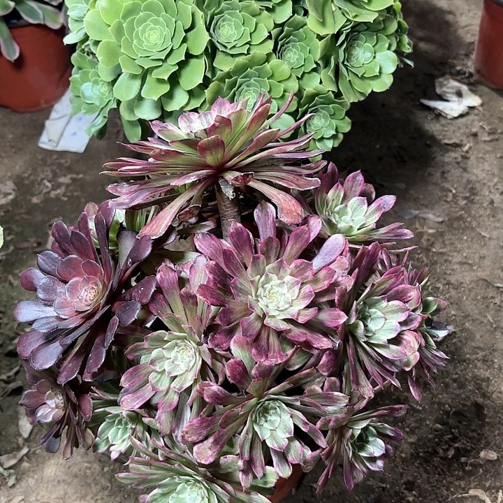 多肉植物水墨画24