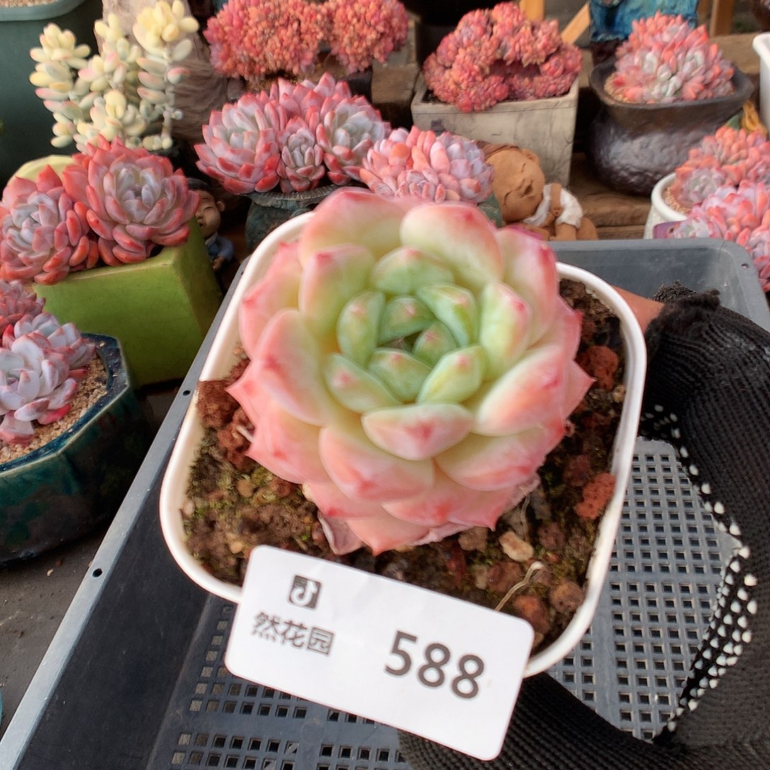 588冰魄多肉植物6666