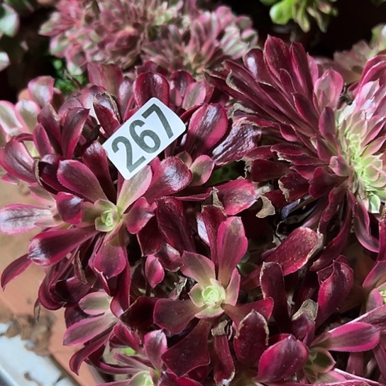 ﹍***︶多肉植物一个美杜莎267