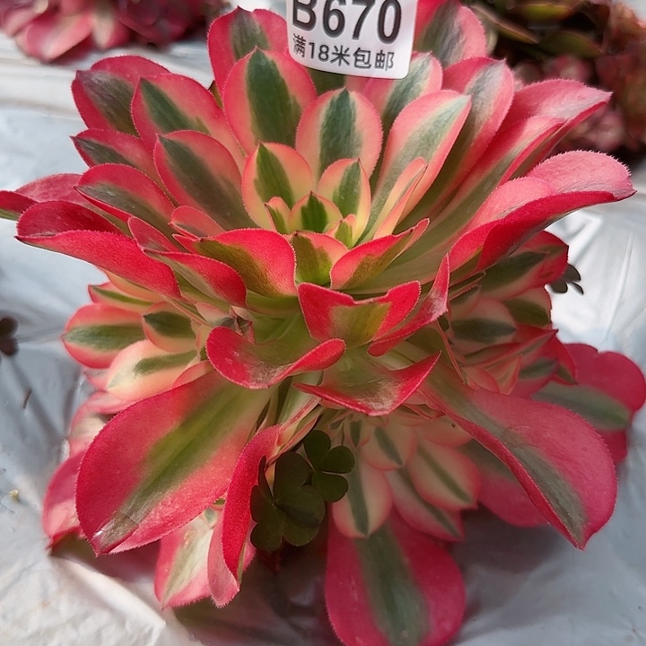 多肉法师香妃多多