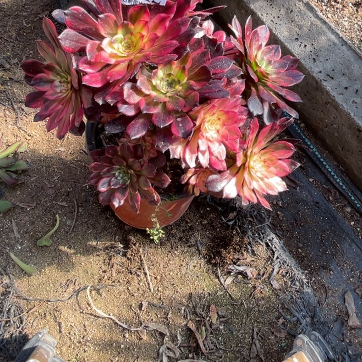 542号烟花多肉植物