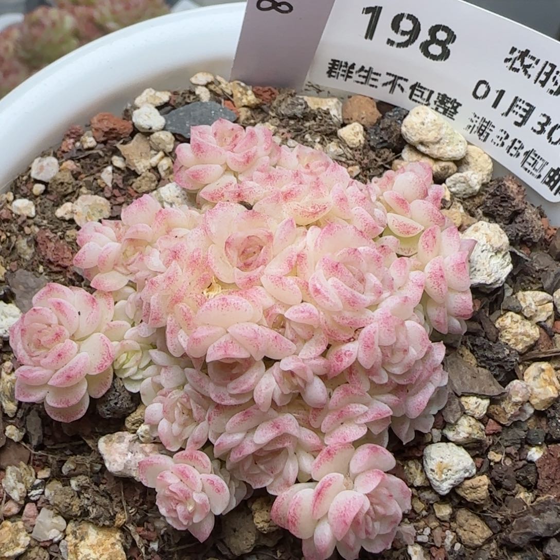 0130-198（HT-8）麦秆