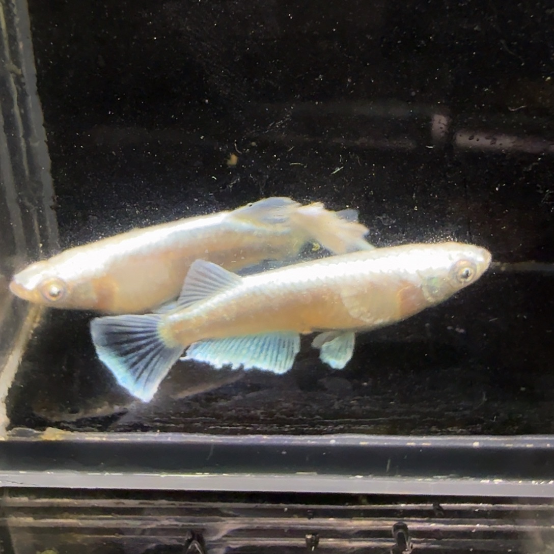 青鳉鱼一物一拍992