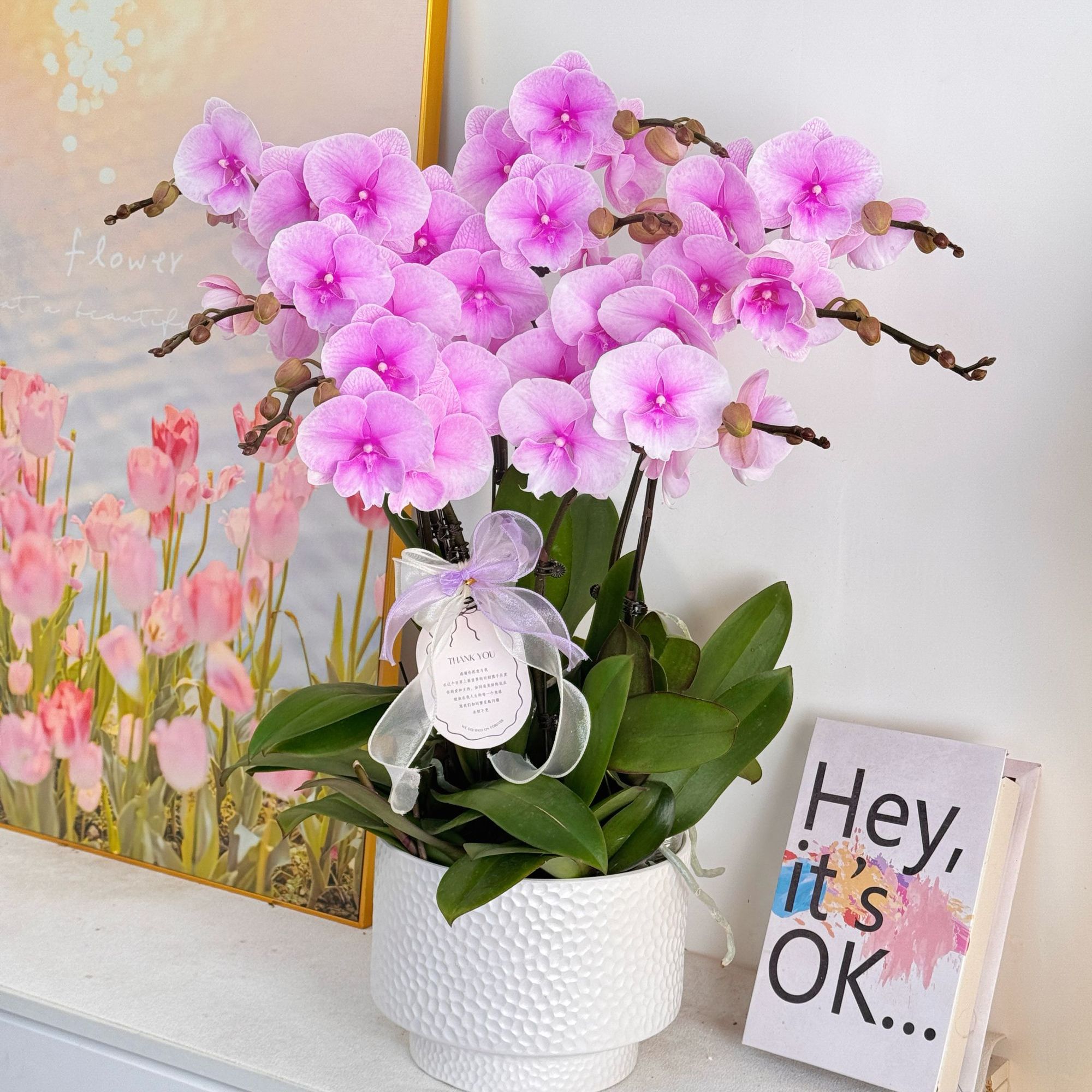 妗画【粉迷雾】半花半花苞室内蝴蝶兰花盆栽  年宵花  懒人绿植  