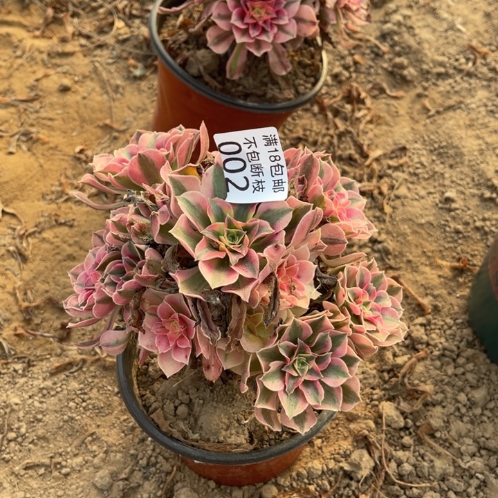 002粉女巫手捧4号