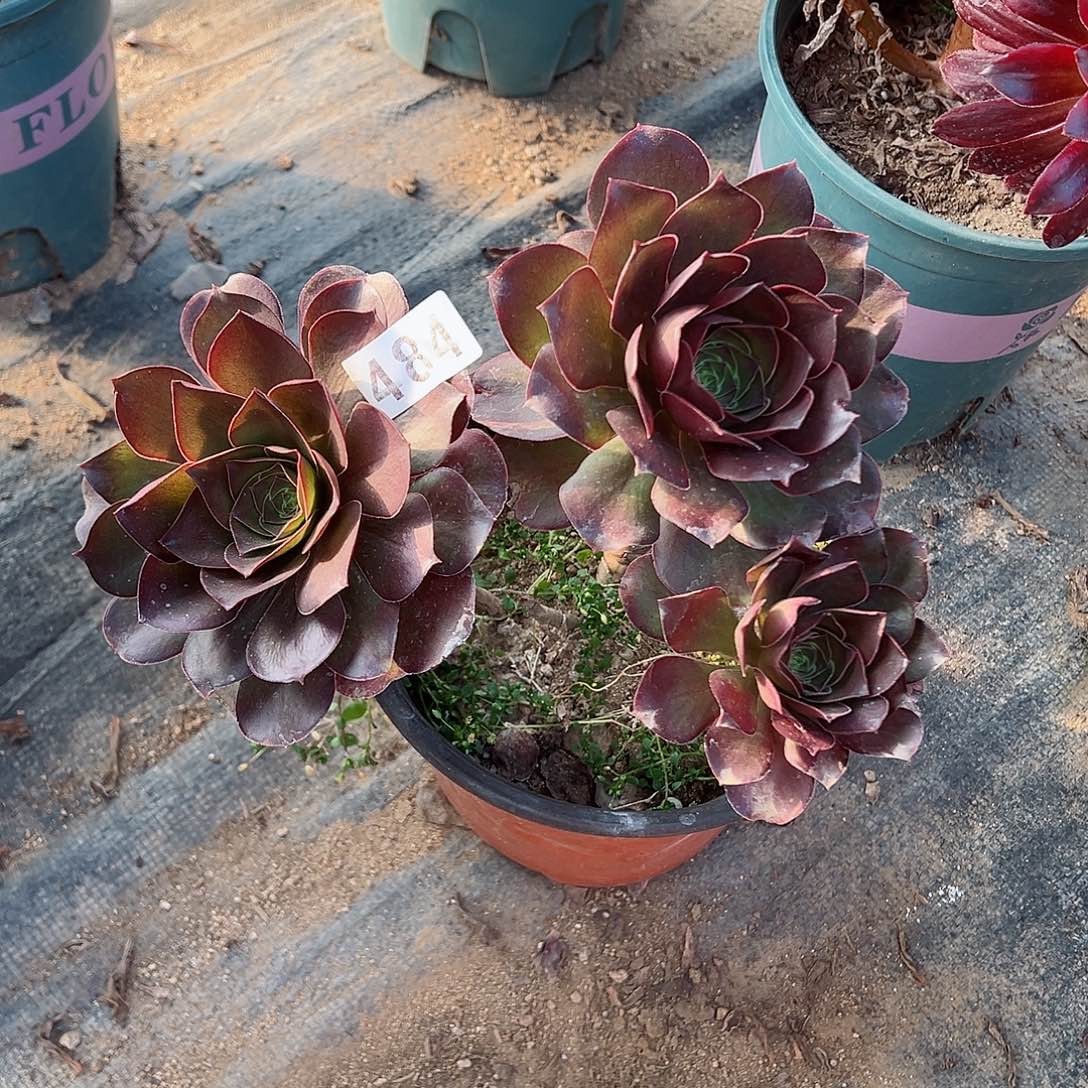 紫砂茶宠魅金玫瑰484