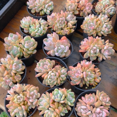 精品多肉小石榴籽16个，