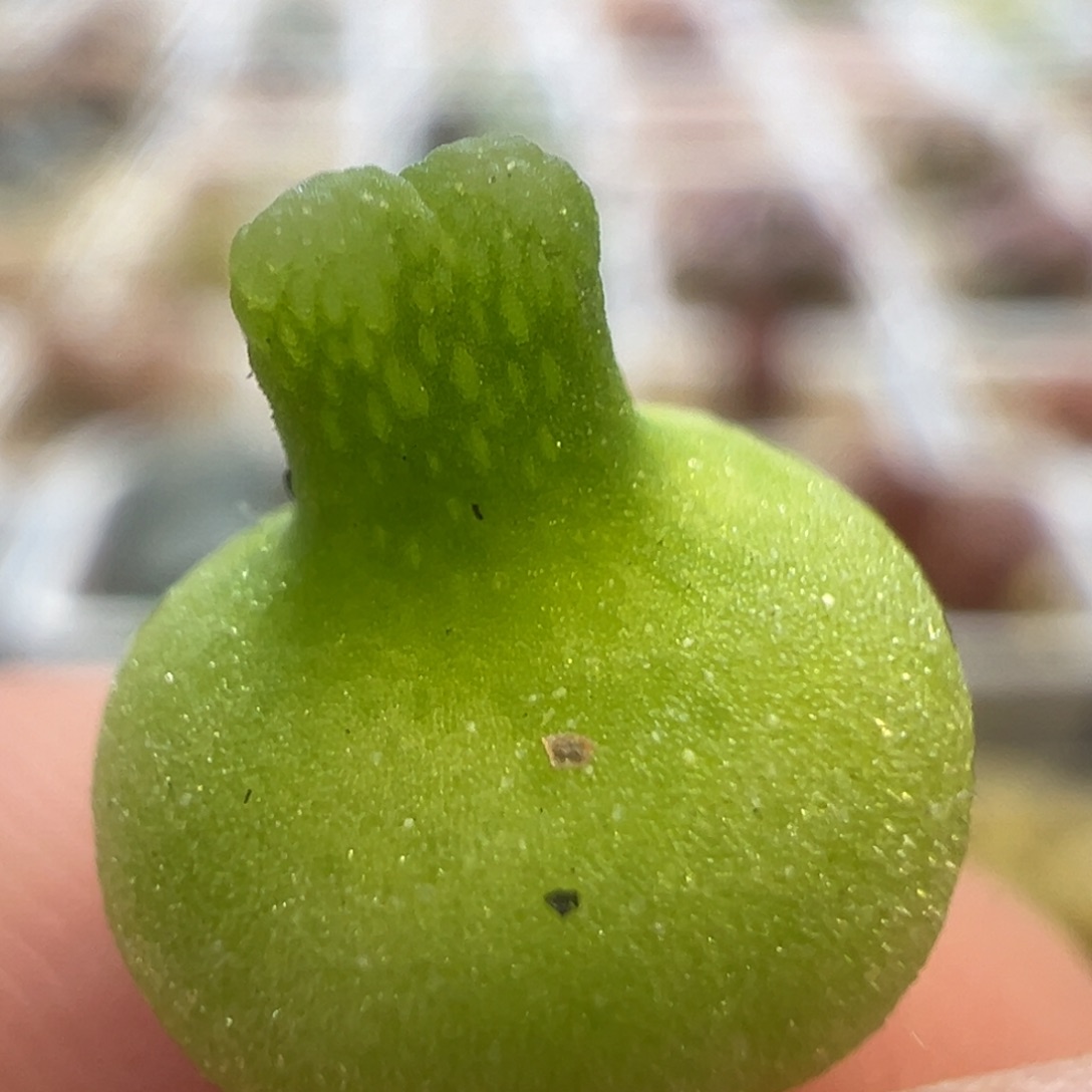 胖嘟嘟小葫芦 肉锥植物