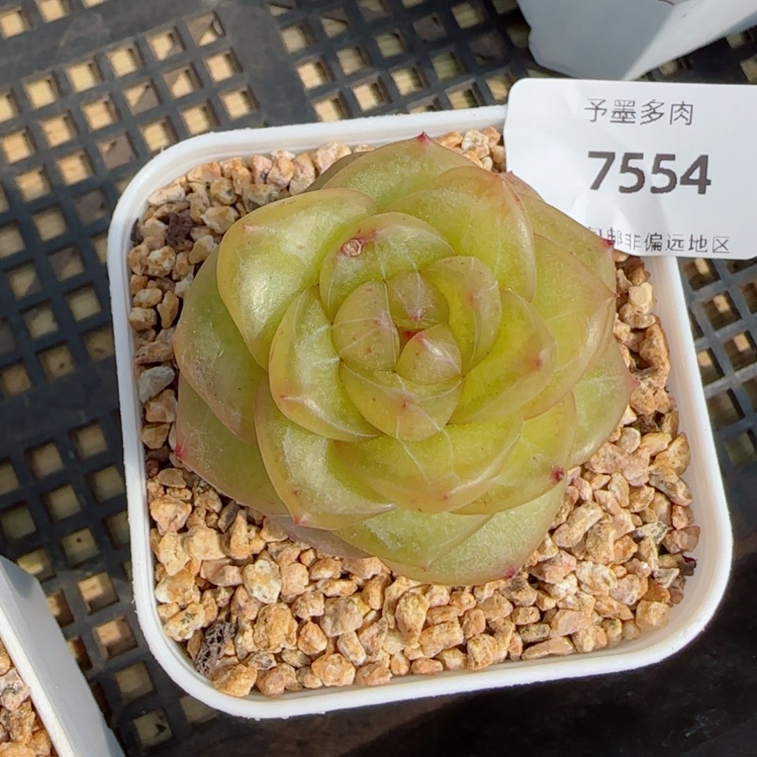 灵泽珍妮，7554多肉植物