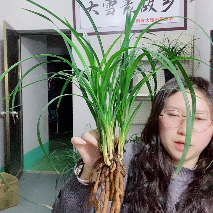 完全开放大雪素大雪素