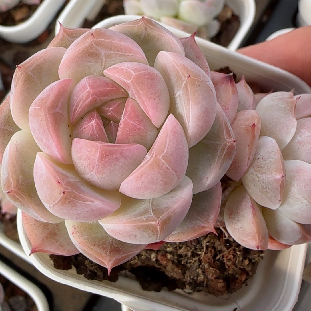 花语逸境0222-367