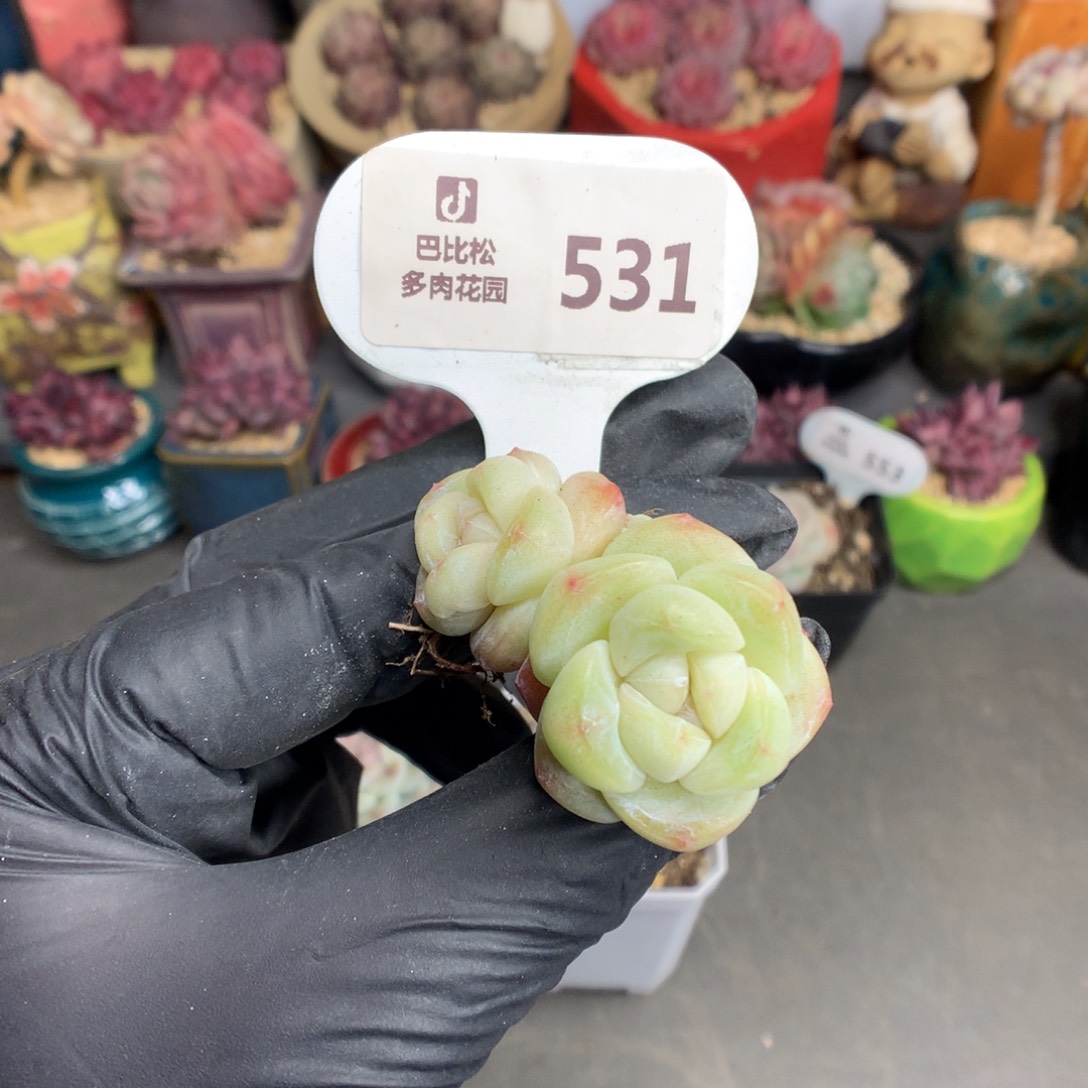 531 翡翠黄透心冰玉