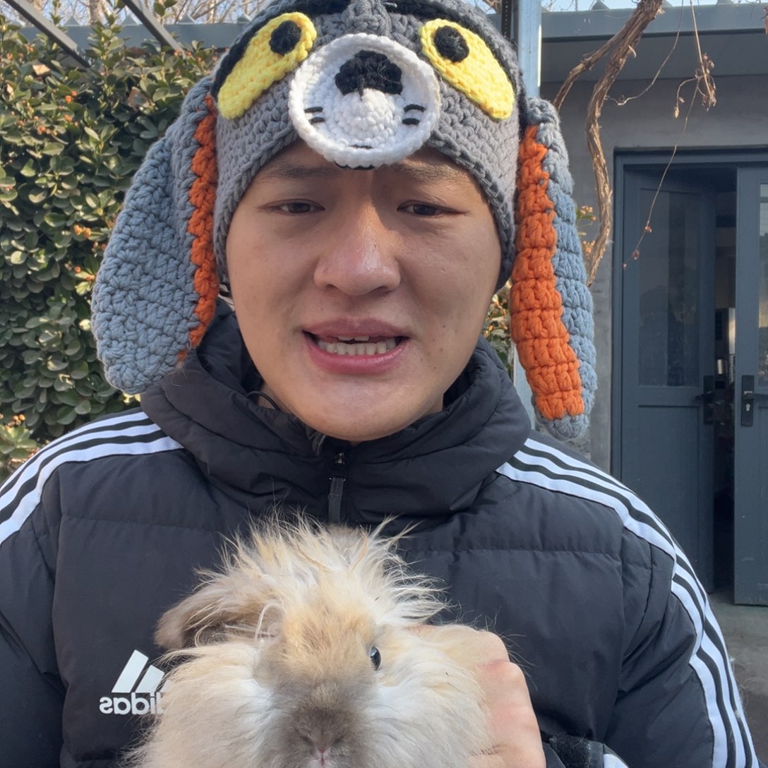 双血统英系安哥拉兔